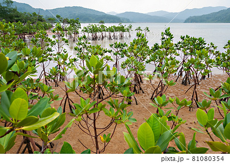 Lush green mangrove trees growing in natural environment, mountains in the background on cloudy day. Iriomote Island. 81080354