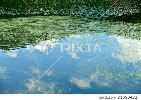 初夏　白駒の池の水面 81080423