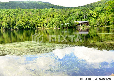 初夏の白駒の池 81080426