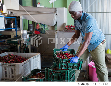 Man working on sorting line at fruit warehouse, stacking boxes with cherry closeup 81080448