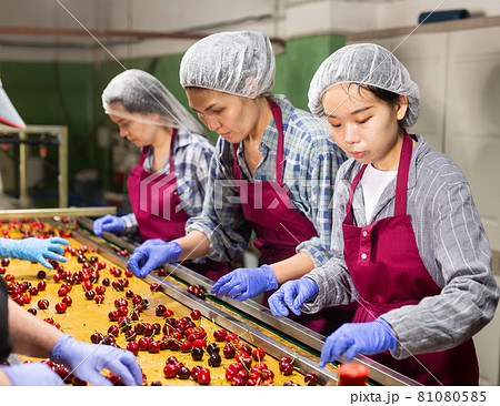 Women working on producing sorting line at fruit warehouse Women working on producing sorting line at fruit warehouse 81080585