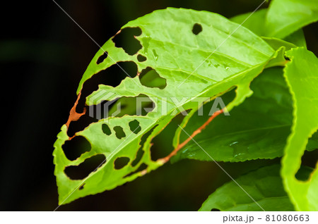 Green leaf closeup with some holes made by insects creating a nice piece work of art. Iriomote Island. Green leaf closeup with some holes made by insects creating a nice piece work of art. Iriomote Island. 81080663