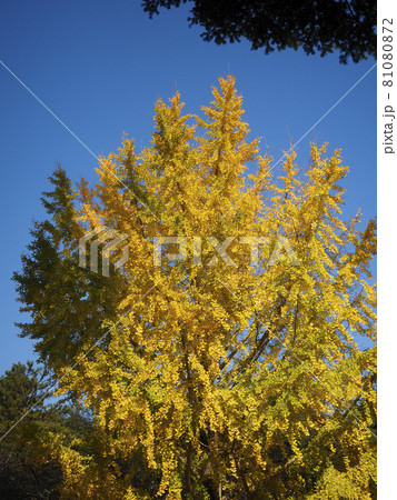 【奈良公園】黄色く色づいた銀杏の木 81080872