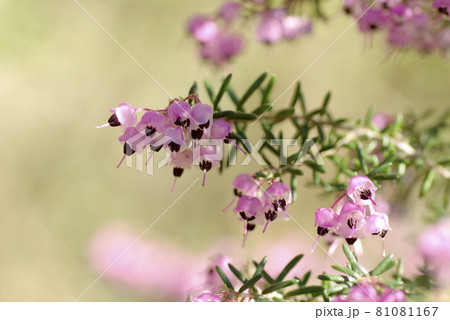 エリカの小さな小花が房状に咲いて可愛い 81081167
