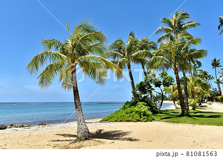 ハワイの休日 81081563