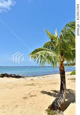 ハワイの休日 ハワイの休日 81081564