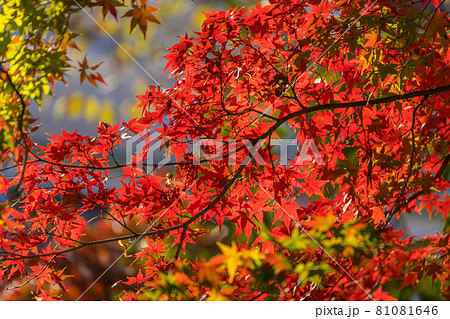 紅葉　赤い楓 81081646