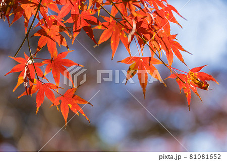 紅葉　赤い楓 81081652