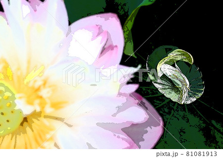 ハスの花香る癒しの窓辺 ハスの花香る癒しの窓辺 81081913