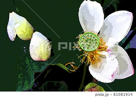 ハスの花香る癒しの窓辺 81081914