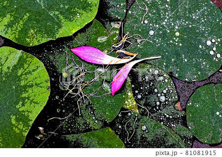 ハスの花香る癒しの窓辺 ハスの花香る癒しの窓辺 81081915