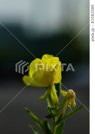 待宵草 待宵草 81082080