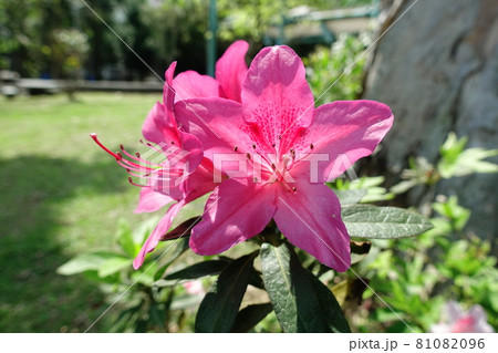 花 フラワー お花 81082096