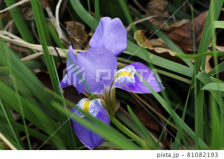 寒咲きアヤメ(菖蒲)の紫の小花が可憐で可愛い 寒咲きアヤメ(菖蒲)の紫の小花が可憐で可愛い 81082193