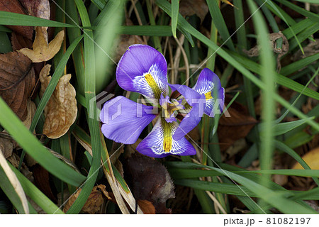 寒咲きアヤメ（菖蒲）の紫の小花が可憐で可愛い 81082197
