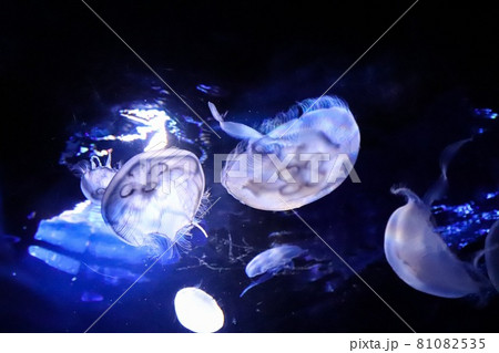 6体のクラゲ 81082535