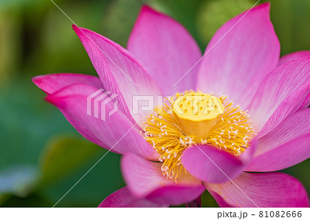 ハスの花　1輪 81082666