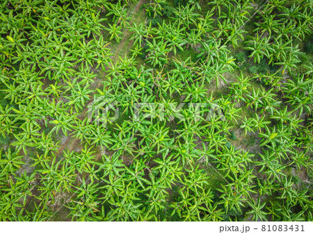 Aerial view of the banana leaf green fields nature agricultural farm  background, top view banana tree from above of crops in green, Birds eye view banana field 81083431
