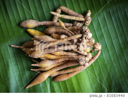 Kaempfer root for food and Thai or Chinese herbal medicine nature - Other names Fingerroot ( Chinese Ginger, Galingale, Kaempfer, Boesenbergia rotunda, Krachai ) Kaempfer root for food and Thai or Chinese herbal medicine nature - Other names Fingerroot ( Chinese Ginger, Galingale, Kaempfer, Boesenbergia rotunda, Krachai ) 81083440