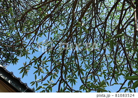 建築 構築 アーキテクチャ 81083524