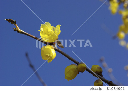 ロウバイ（蝋梅）の透き通た透明感のある黄色い花が青空に映える 81084001