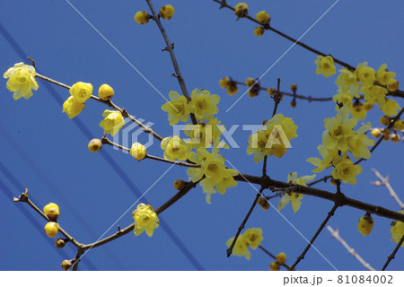 ロウバイ（蝋梅）の透き通た透明感のある黄色い花が青空に映える 81084002