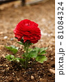 ラナンキュラス 花 赤 春 キンポウゲ 81084324