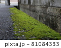 道際のコケ 苔 梅雨 アスファルト 81084333
