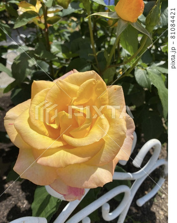 バラ庭園 バラ庭園 81084421