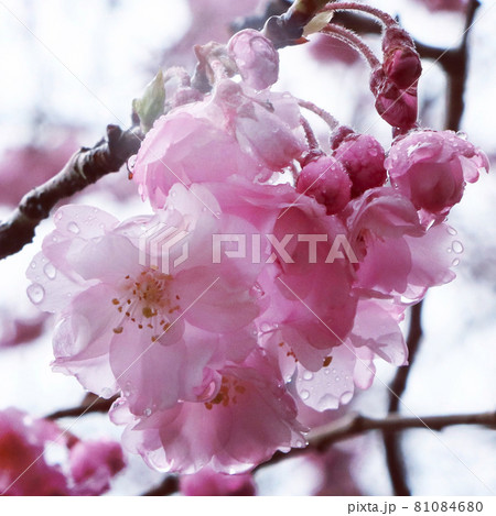 桜と雨 81084680