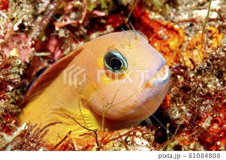 Yellow Midas Blenny, Ecsenius midas 81084808