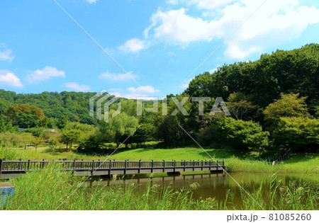 爽やかな癒しの緑　風景 81085260