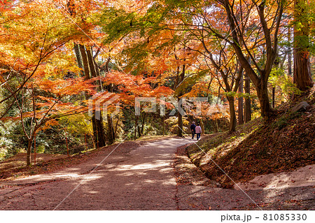 三重県四日市市　秋の宮妻峡の水沢もみじ谷の紅葉を楽しんで散策する人 81085330