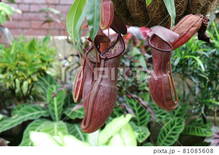 常盤公園の植物園 81085608