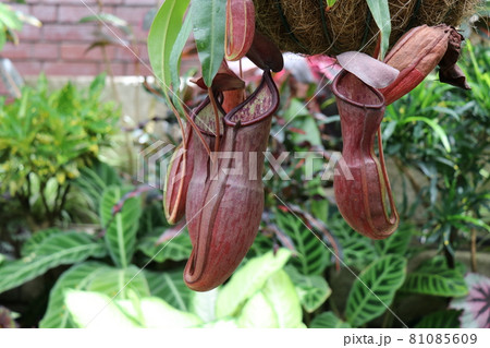 常盤公園の植物園 81085609
