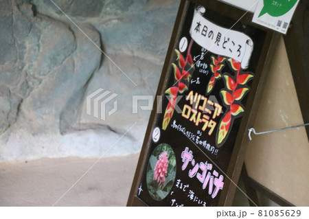 常盤公園の植物園 81085629