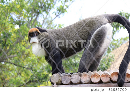 常盤公園　猿　動物園 81085700