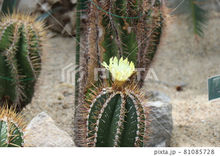 常盤公園の植物園 81085728