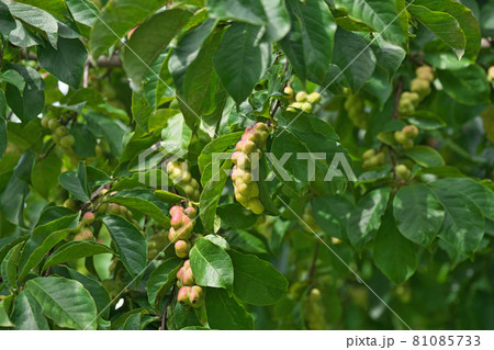 色が付き始めたコブシの実（夏） 81085733
