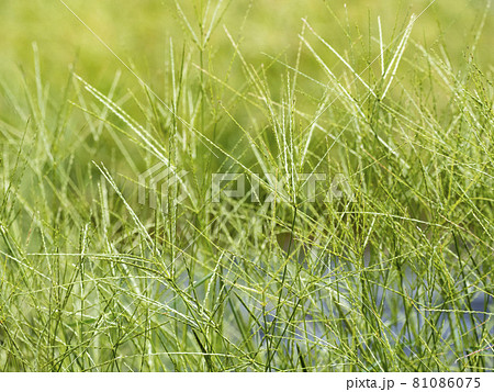 畑の雑草メヒシバ 81086075