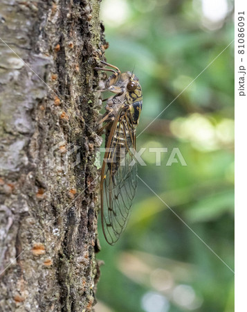 木にとまるツクツクボウシ 木にとまるツクツクボウシ 81086091