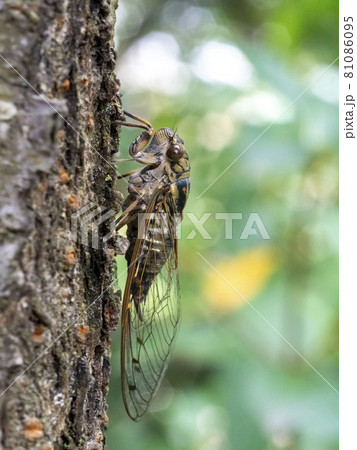 木にとまるツクツクボウシ 木にとまるツクツクボウシ 81086095
