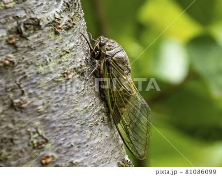 桜の木にとまるクマゼミ 81086099
