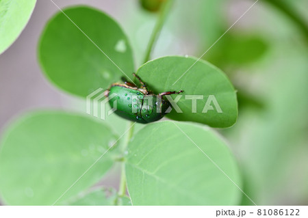 雨宿りするアオドウガネ（青銅鉦） 81086122