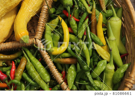 Organic Summer Vegetable Harvest on Table Outdoors on Farm Organic Summer Vegetable Harvest on Table Outdoors on Farm 81086661