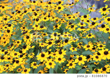 満開のルドベキア 81086870