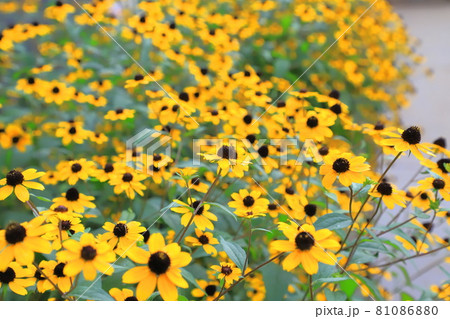 満開のルドベキア 満開のルドベキア 81086880