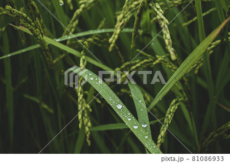 8月の雨の水田 水滴がしたたる生育中の稲のクローズアップ　b-2 暖色 マット感 81086933