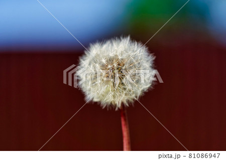 White ball of dandelion flower in rays of sunlight on colorful background White ball of dandelion flower in rays of sunlight on colorful background 81086947