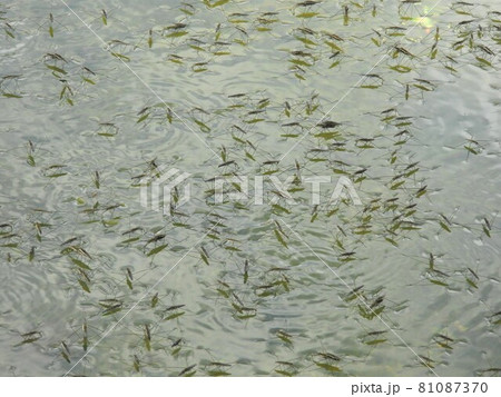 水面を覆い尽くすアメンボの群れ 水面を覆い尽くすアメンボの群れ 81087370